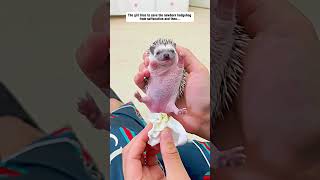 The girl tries to save the newborn hedgehog from suffocation hedgehog babyhedgehog short [upl. by Kamaria]