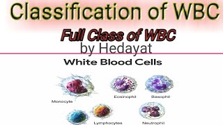 Classification of WBC leukocytes Granulocytes and Agranulocytes [upl. by Neenej965]