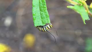 Milkweed to attract Monarch butterflies [upl. by Crispas]