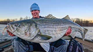 THE HOLY GRAIL OF STRIPED BASS FISHING 50 INCH GIANT CAUGHT ON FILM [upl. by Newton]