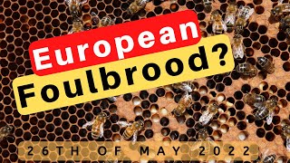 European Foulbrood  Beekeeping at Mantel Farm 2022 [upl. by Fawcett]