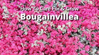 How To Care For and Grow Bougainvillea A Flowering Machine  Joy Us Garden [upl. by Jelks]