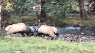 Two Bull Elks Fight With One Another in the River  1249208 [upl. by Eidolem]