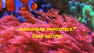 Goniopora flowerpot corals impossible  Care recipes [upl. by Weiler]