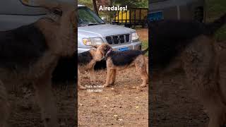 Airedales playing dogs [upl. by Mutz]