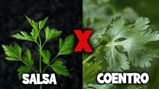 QUAL A DIFERENÇA ENTRE SALSA E COENTRO [upl. by Ocisnarf]