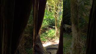 Forever blown away by trees so big you can climb inside pnw washingtonstate olympicnationalpark [upl. by Nosyk]