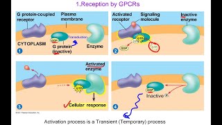 16 Cell biology  Cell signaling  Reception and plasma membrane receptors شرح بالعربي [upl. by Willet]