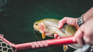 FLY FISHING ROCK CREEK MONTANA  BEAUTIFUL SCENERY [upl. by Hanford]