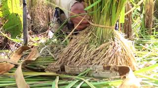 Prácticas agroecológicas en arroz de secano [upl. by Carolyn]