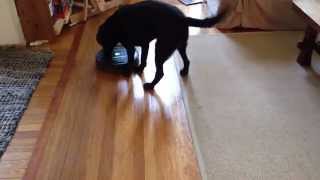 Dog Turns on Roomba [upl. by Ahsirak]