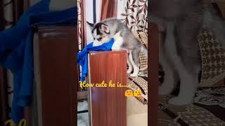 cute husky huskypuppy max cute doglover love trendingshorts video puppy shorts [upl. by Anallese418]