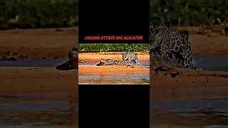 Lion vs jaguar trending shorts viralvideo lion jaguar shortsvideo youtubeshorts [upl. by Ylerebmik]