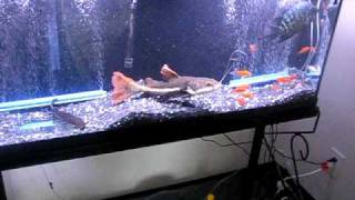 MY RED TAIL CATFISH EATING GOLDFISH [upl. by Idalia]