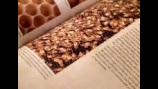 The Backyard Beekeeper A Book Review for Beekeepers  Beekeeping for Beginners  12 Mini Series [upl. by Norraf]