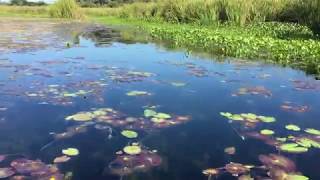 Pantanal Wetland Habitat [upl. by Brenk571]