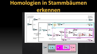 Kladistik Tutorial 3 Homologie und verschachtelte Hierarchie [upl. by Neerahs273]