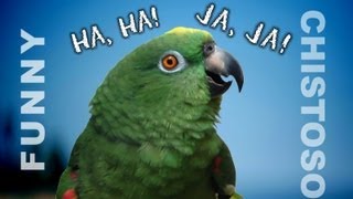 Funny Parrots Laughing  A must watch if you want to laugh [upl. by Ajim]