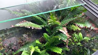 Blechnum obtusatum var obtusatum tank オブツサタム水槽 [upl. by Nilyarg477]