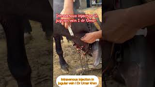 Intravenous injection in jugular vein l dr Umar khan [upl. by Tung]