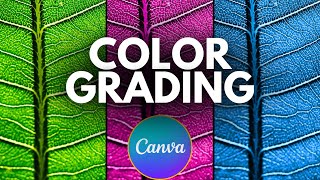 How to Color Grade Image using Canva Pro  Canva Tutorials  Canva Tutorial for Beginners [upl. by Amati]