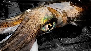 BIG SQUID TACTICS FOR DEEP WATER  YouFishTV [upl. by Claman]