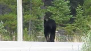 Black Bear Running [upl. by Berman]