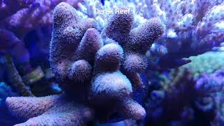 Acropora spathulata new sps coral in my nano reef [upl. by Yraek]