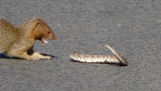 Slender Mongoose Interaction With Puff Adder Black amp White  Latest Wildlife Sightings [upl. by Eads]