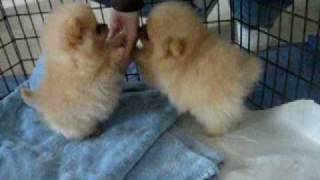 8 week old Pomeranian puppies [upl. by Baird]