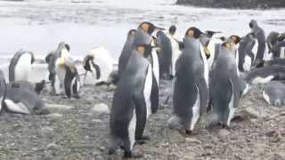 King Penguins on Macquarie Island sub Antarctica [upl. by Whitford]