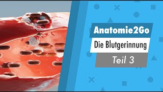 Anatomie 2go  Die Blutgerinnung Teil 33 kurz erklärt [upl. by Anirahs315]