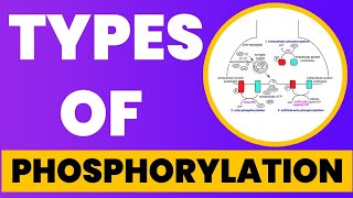 Types of Phosphorylation  Hindi  Urdu [upl. by Gil93]