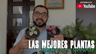 Las 5 plantas ideales para armar terrarios 🌱  Terrarios Caseros 🌱  Jorge Lanza [upl. by Melcher]