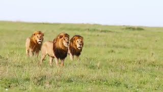 Inselberg Male Lions Following Young Paradise Males  One Paradise Male was Killed By KasKaz Males [upl. by Avla2]