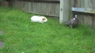 Guinea pigs chase pigeon [upl. by Hsuk]