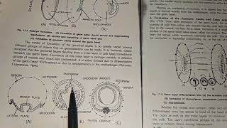 Early Embryonic Development In Insects [upl. by Adnohsirk42]