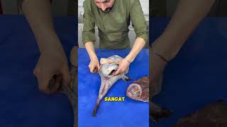 Ikan monk fish itu gila trending shortvideo [upl. by Nakeber878]