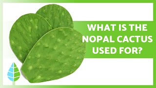 BENEFITS of the NOPAL CACTUS💚 Properties Uses and How to Take it [upl. by Yeltnarb]