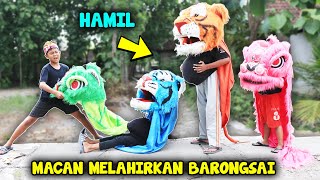 ADA BARONGAN MACAN HAMIL MELAHIRKAN BARONGSAI [upl. by Roddy]