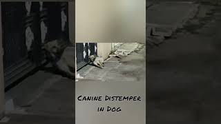 Canine Distemper in Dog [upl. by Ettennahs]