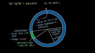 Cell Cycle Phases [upl. by Joyan987]