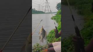 பயங்கரமான ஜிலேபி அது சும்மா வேற லெவல்ல ஜிலேபி செம ஜிலேபி 14 kg chennai fish lake 🐟 [upl. by Akin]