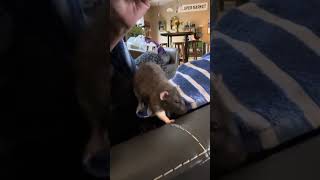 Feeding Nicco the rat spaghetti [upl. by Gerc1]