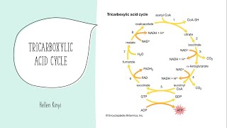 Tricarboxylic acid Cycle [upl. by Lole]