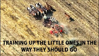 LEARNING TO WORK Doesnt Always Have to Be BoringWatch as 3 Young HORSES ROMP in AMISH LAND [upl. by Enneiluj]