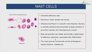 General connective tissue [upl. by Akirdnwahs768]