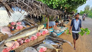 Harvesting Big Fishes Village Hard Worker Fishermans A Day In Life [upl. by Gawen406]