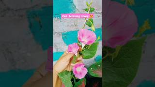 Pink morning glory  Morning glory  Ipomoea indica flowersshorts youtubeshorts danceviralvideo [upl. by Vonni]