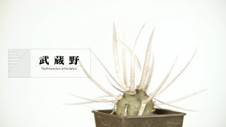 サボテン『武蔵野』Tephrocactus articulatus [upl. by Elleinwad]